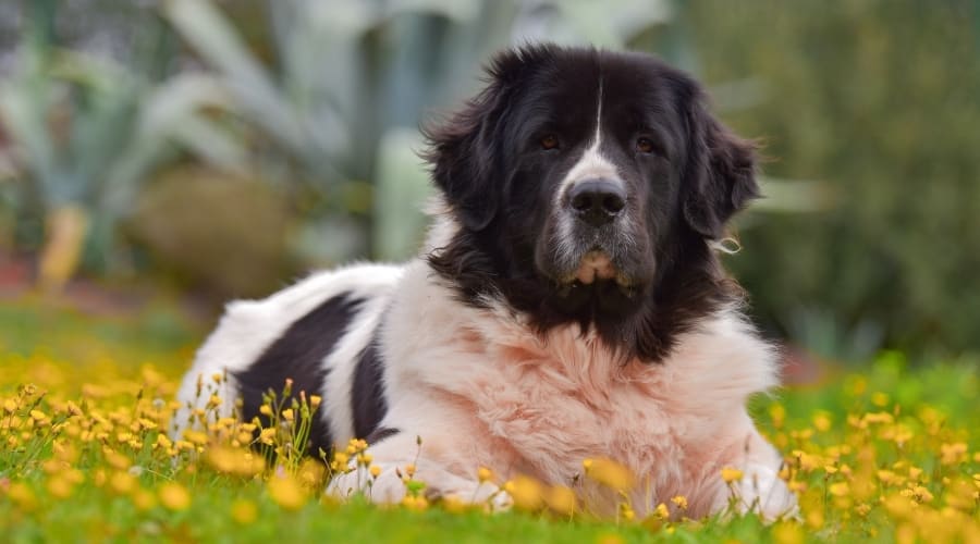 Saint Bernard Newfoundland Mix in Grass and Flowers