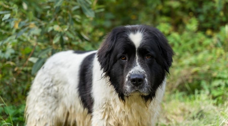 Saint Bernard Newfoundland Mix in Grass