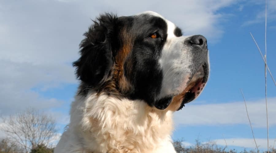Saint Bernard Outdoors with Sky in Background