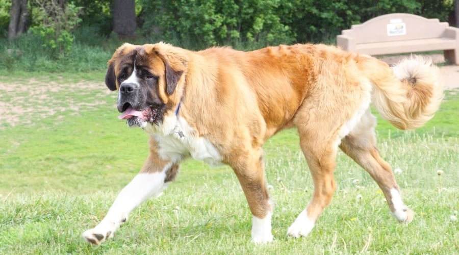 Saint Bernard Outside Running
