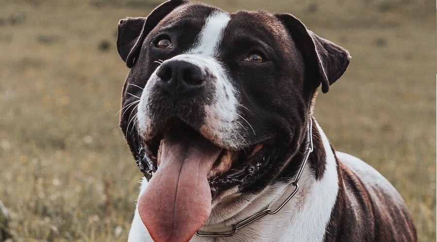 Saint Bernard Pitbull Terrier