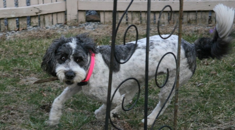 Saint Bernard Poodle Mix Running