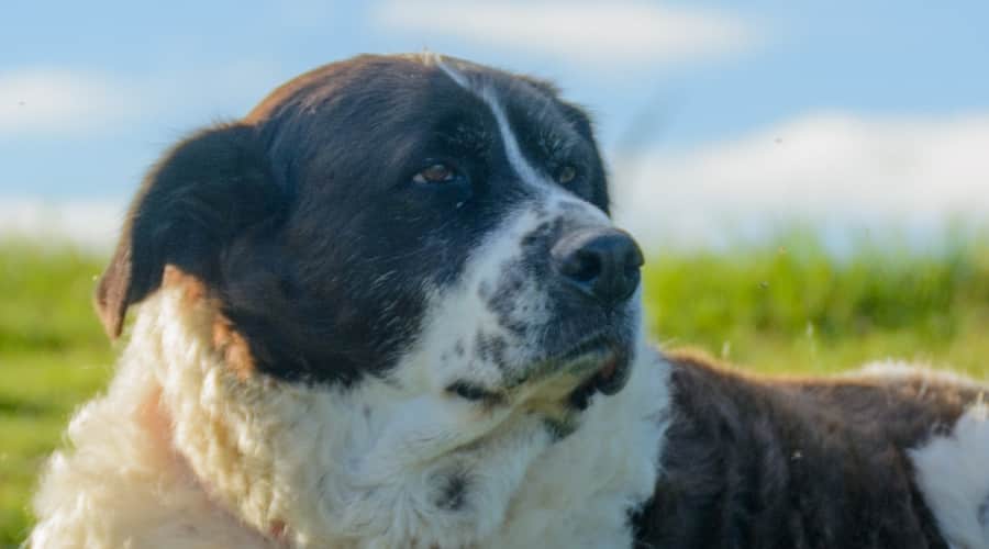 Saint Bernard Poodle Mix laying in the field