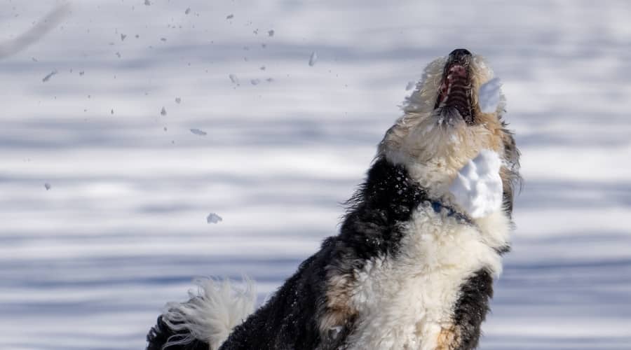 Saint Bernard Poodle mix playing in snow