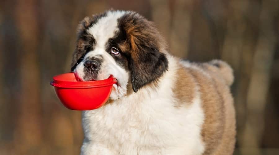 Saint Bernard Puppy with Food Bowl