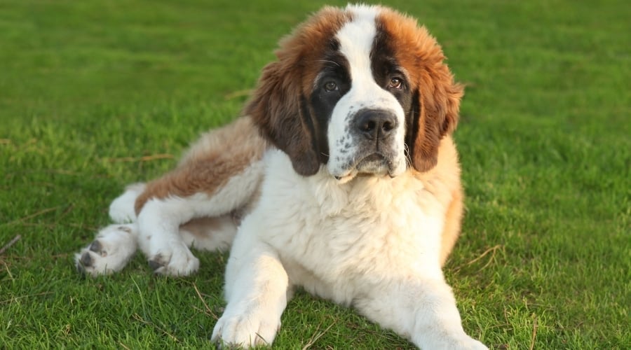 Saint Bernard Puppy