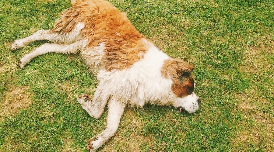 Saint Bernard sleeping on grass.