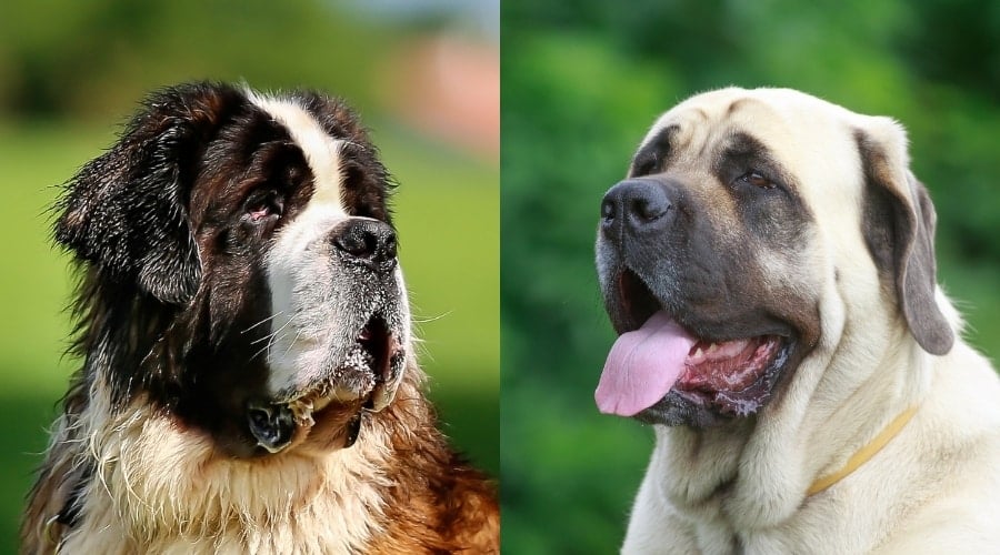 Saint Bernard and English Mastiff Heads