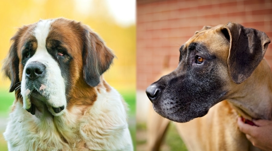 Saint Bernard and Great Dane in Training