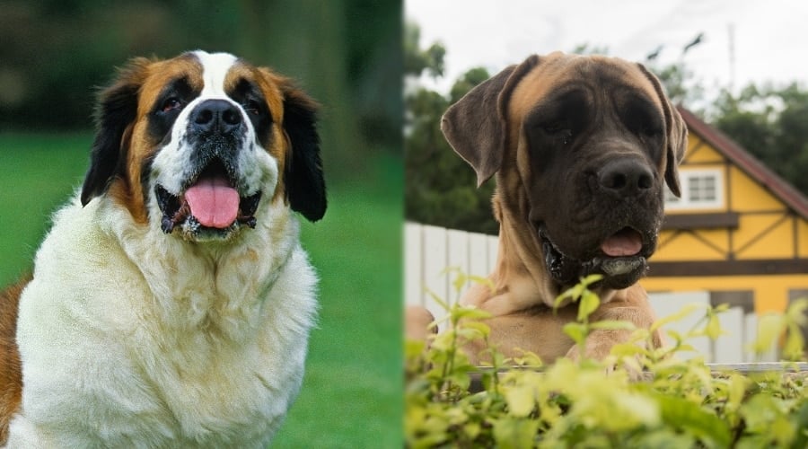 Saint Bernard and Mastiff Waiting on Food