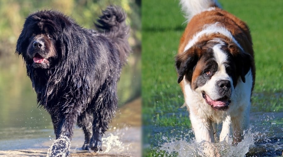 Saint Bernard and Newfie Playing in Water