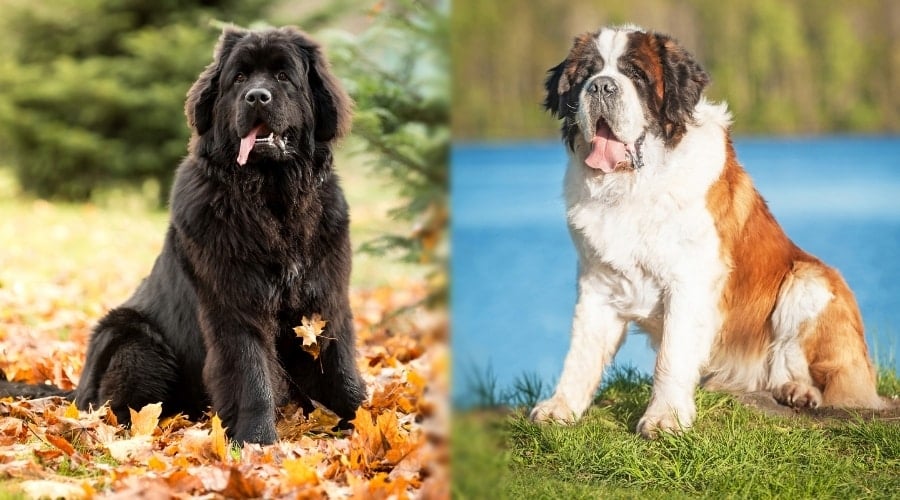 Newfoundland vs. Saint Bernard Breed Differences & Similarities