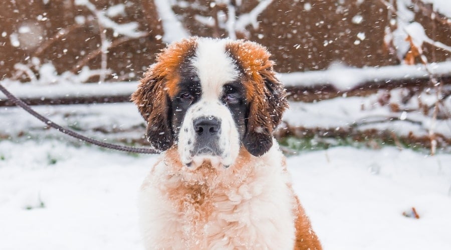 Saint Bernard in Cold Snowy Weather