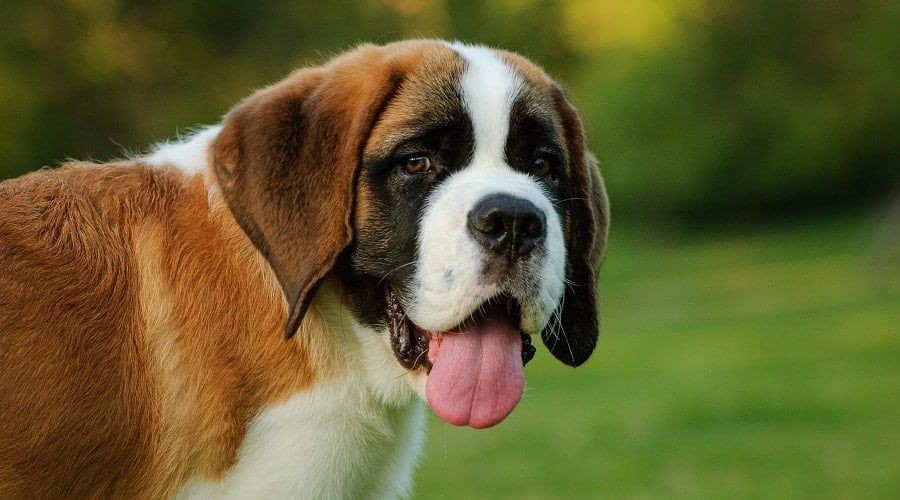 Saint Bernard in Field