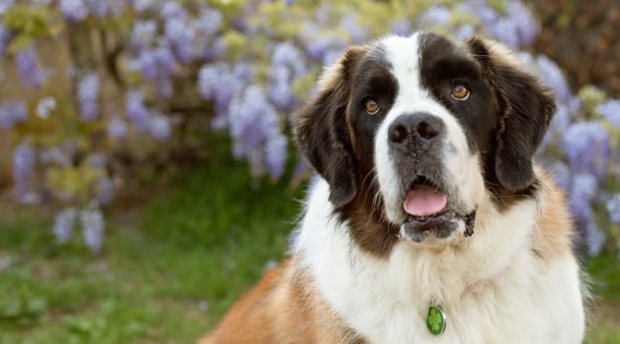 Saint Bernard face up close.