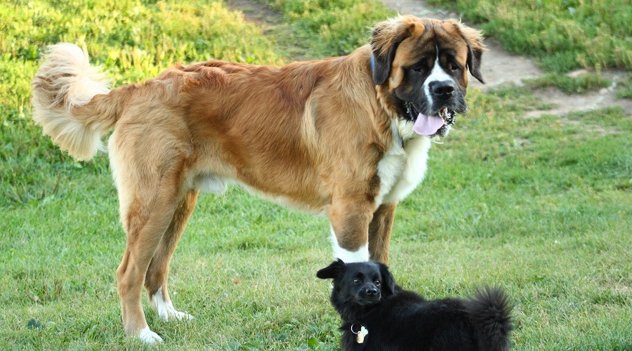 Saint Bernese