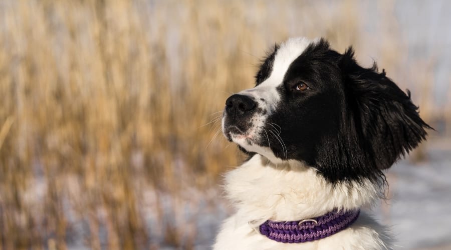 Saint Bernewfie Dog in Snow