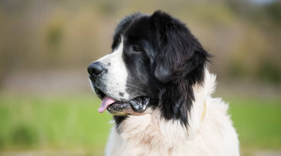 Saint Bernewfie Outside