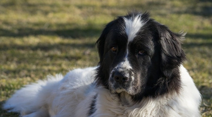 Saint Bernewfie in Grass