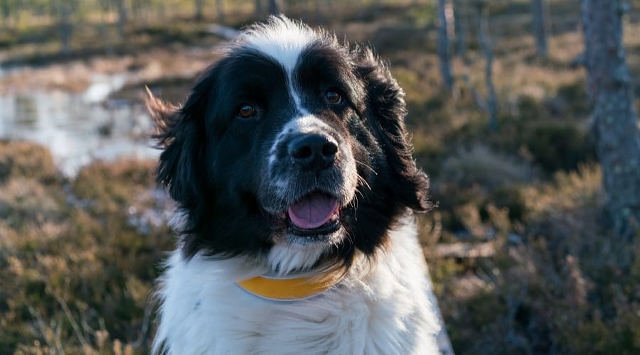 Saint Bernewfie in a Field Near Water