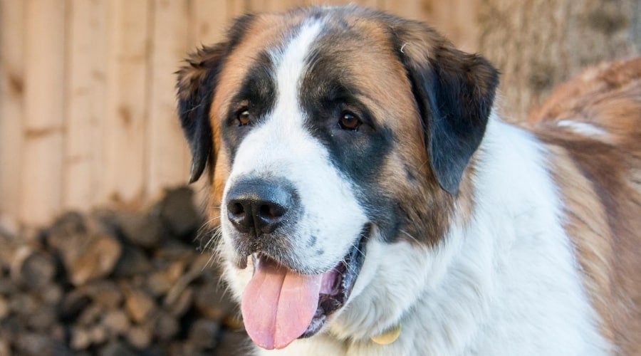 Saint Pyrenees, a Saint Bernard and Great Pyrenees mix breed.