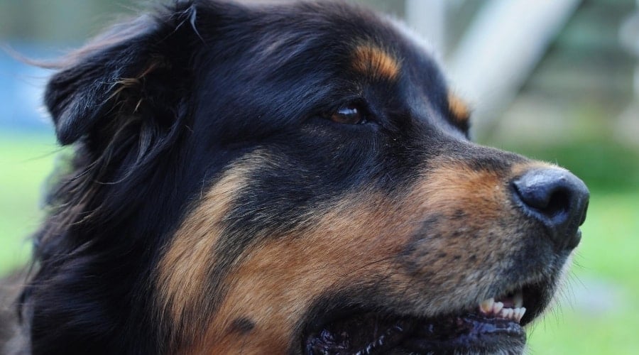 Saint Rottweiler