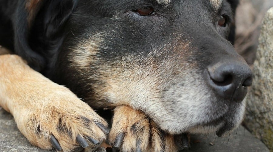Saint Shepherd