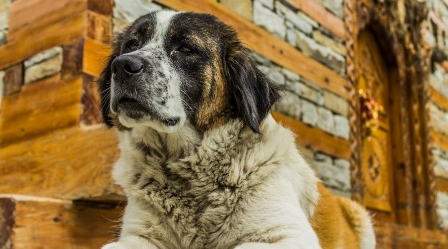 Saintkita Dog