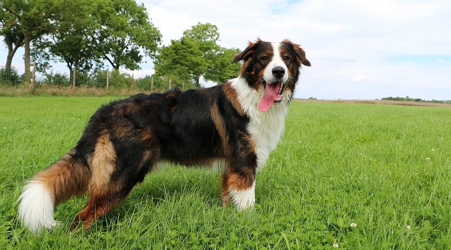 Saintweiler