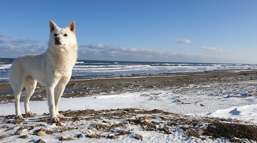 Sakhalin Japanese Dog Breeed
