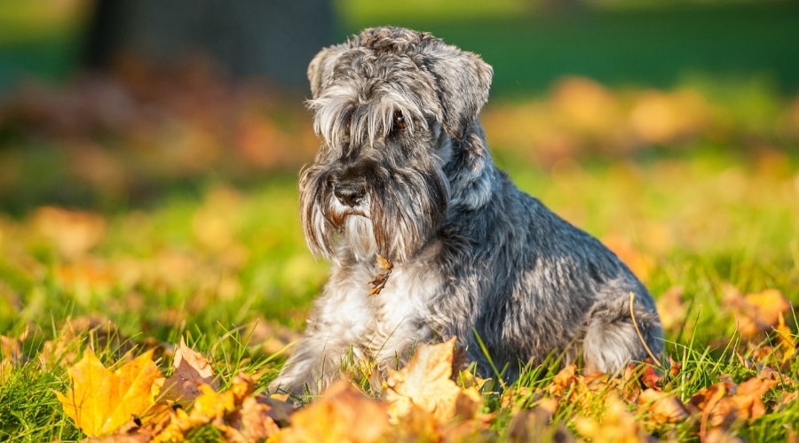 Salt and Pepper Colored Dog Outdoors