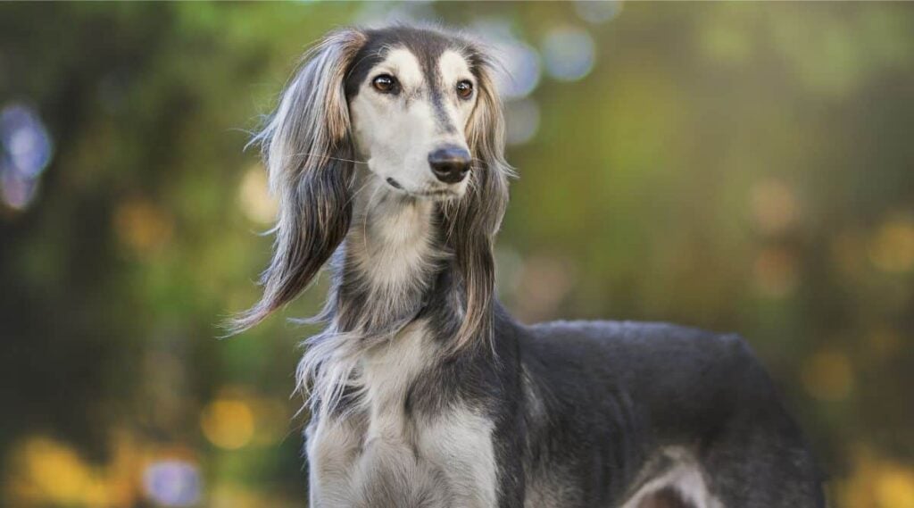 Saluki dog face up close outside standing looking to the right