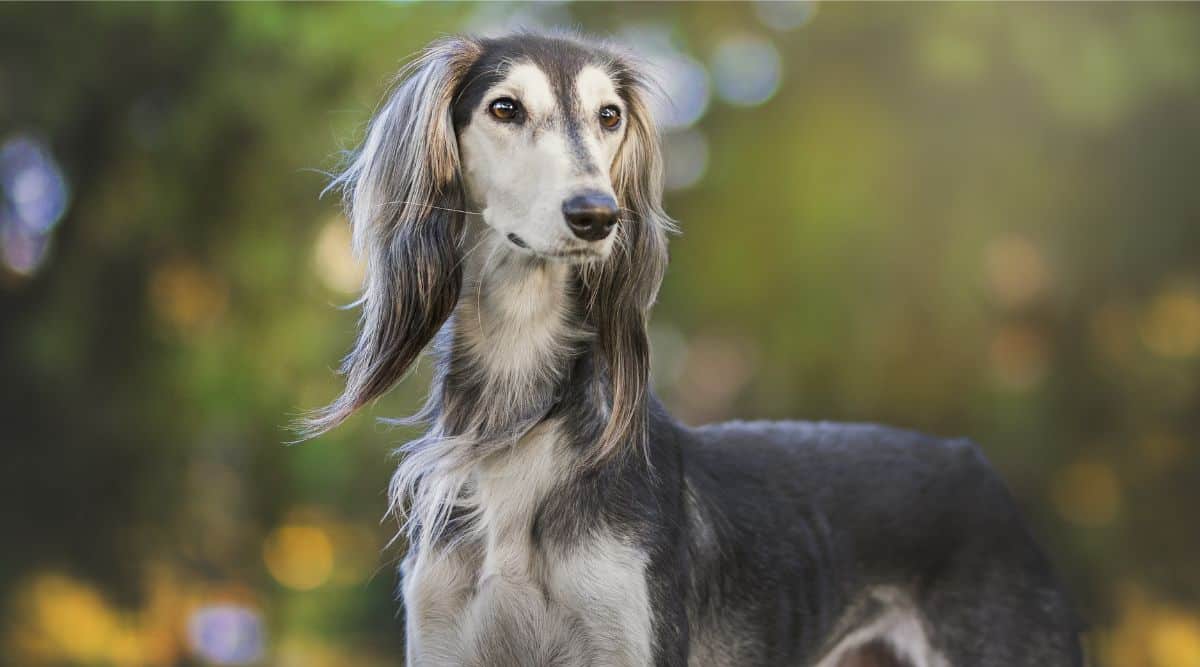 Saluki dog face up close outside standing looking to the right