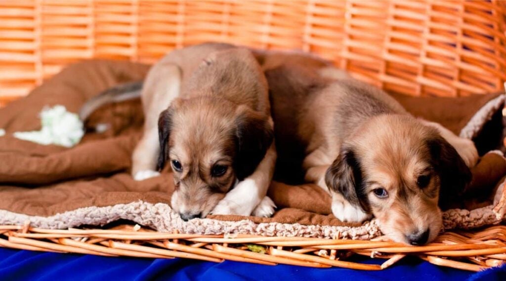 2 Saluki puppies laying in a basket and brown blanket