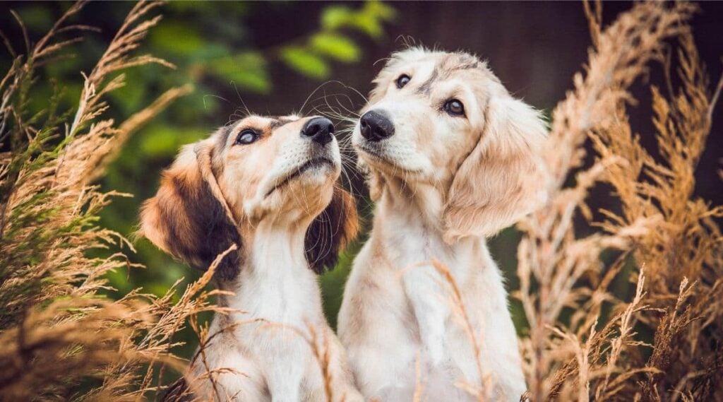 2 Saluki puppies outside in field