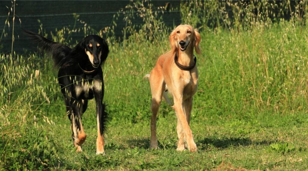 Salukis walking in grass