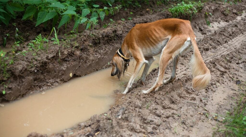 Brown Saluki drinking out of muddy water with wet ear