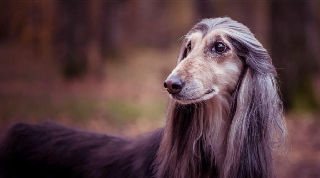 Saluki with health conditions outside looking to the left