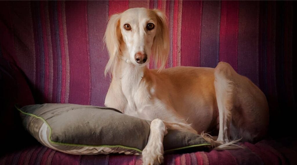 Saluki sitting on a pillow and red sofa