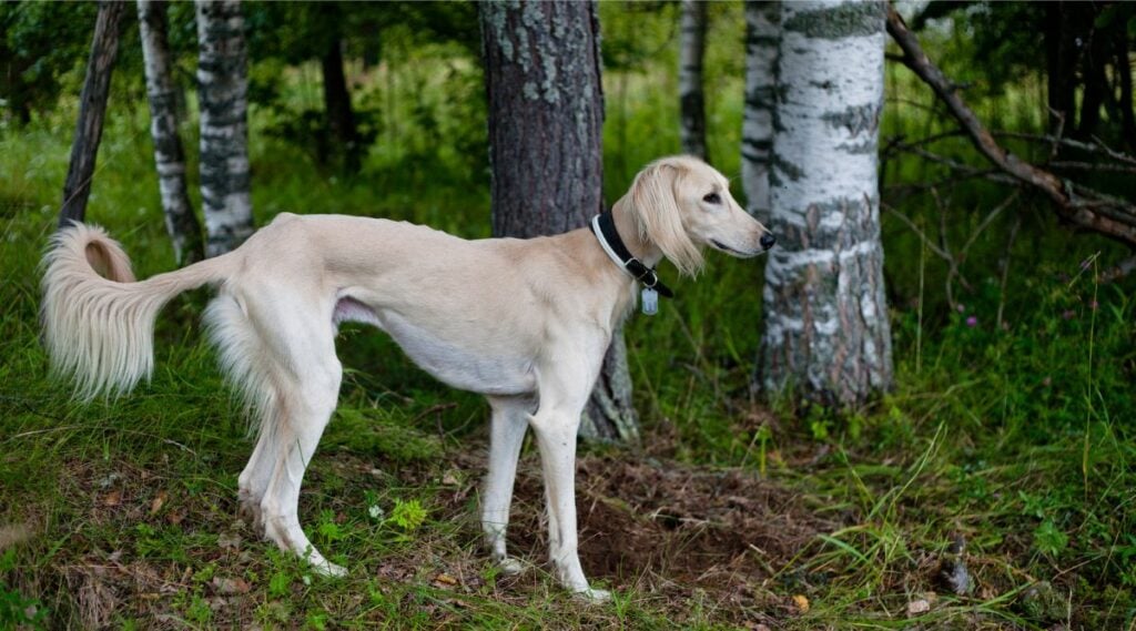 Skinny Saluki outside in forrest