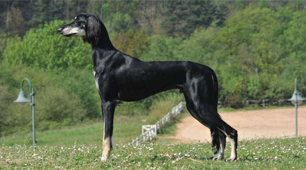 Saluki dog black standing outside in a meadow