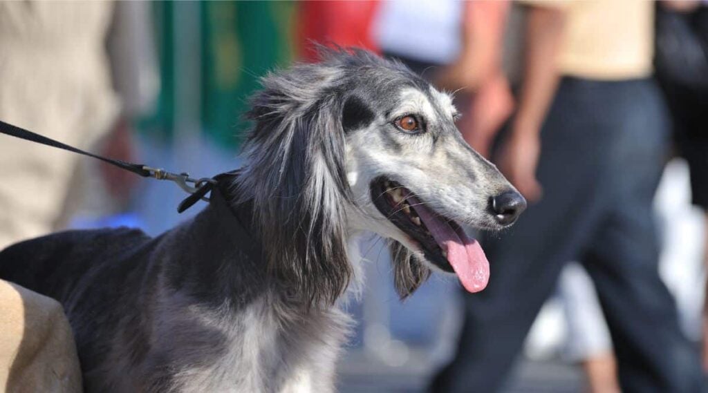 Saluki on leash with trainer and people in the background