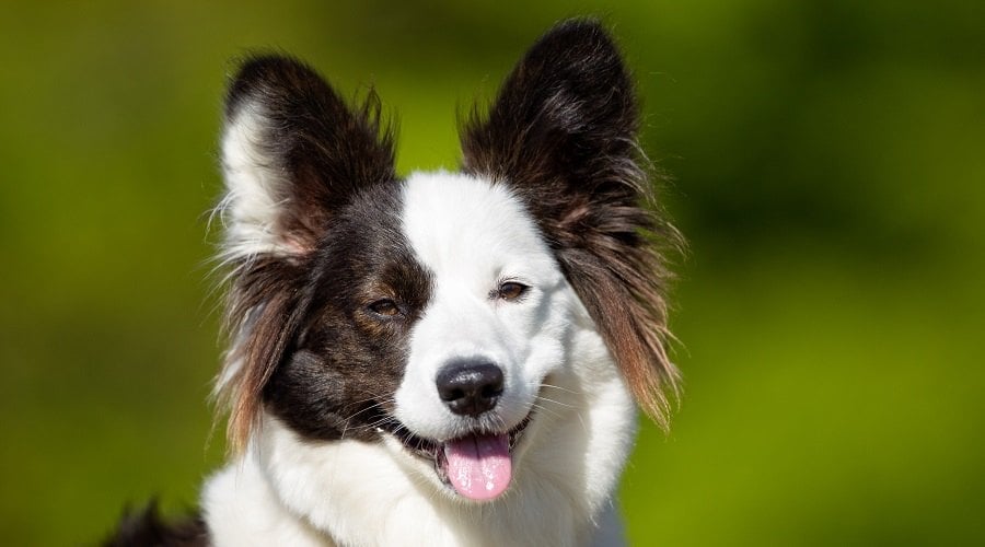 Samoyed Corgi