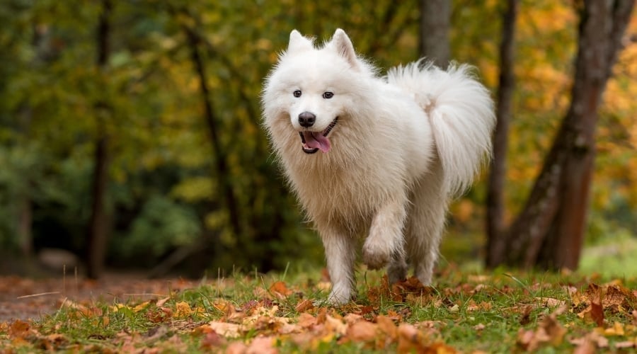 Samoyed Dog Exercising Outside