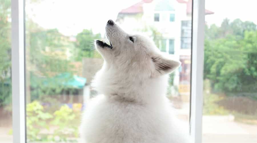 Dog howling.