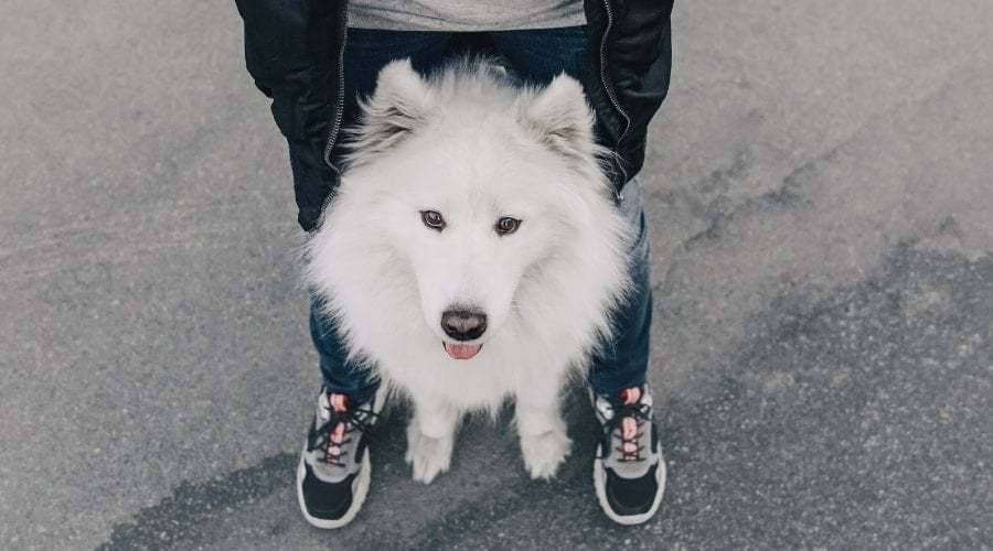 Samoyed Dog Running Outdoors With Human