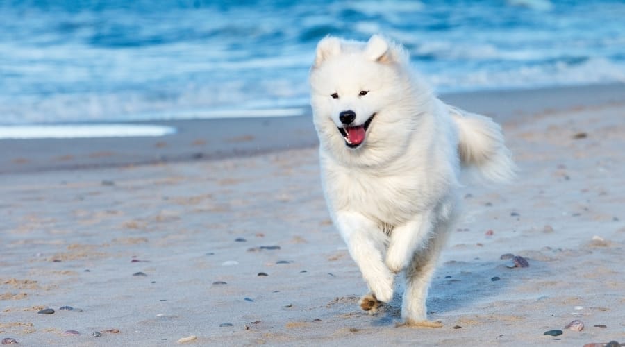 Samoyed Dog Running on Beach