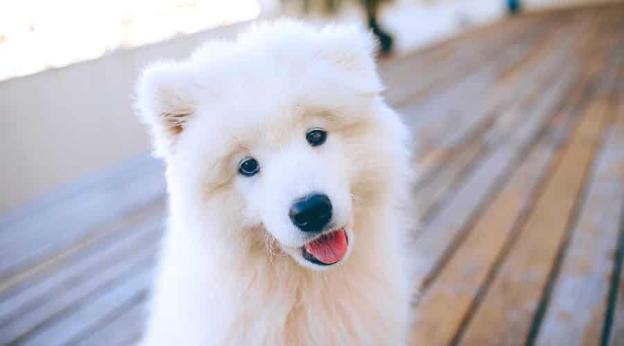 Samoyed Dog Sitting