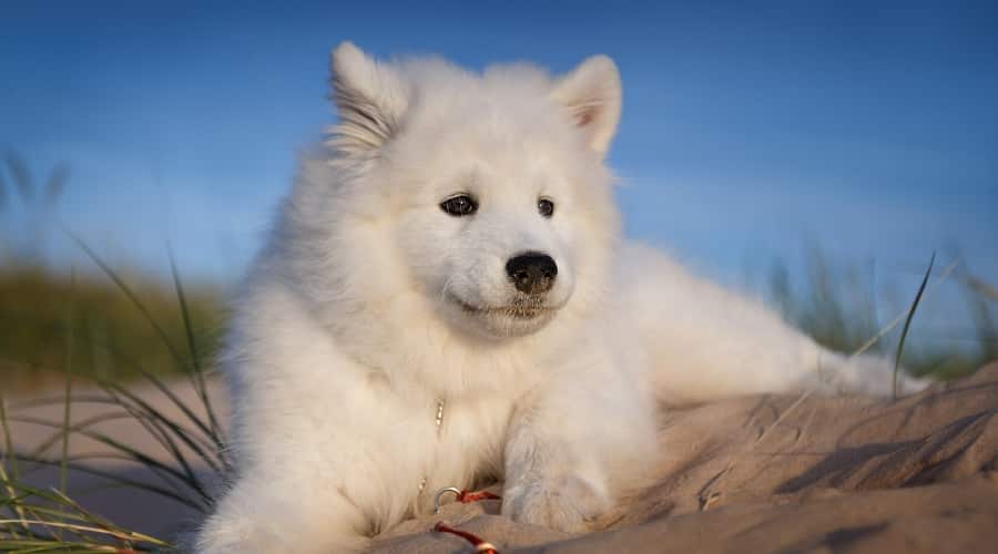 Samoyed dog laying down.