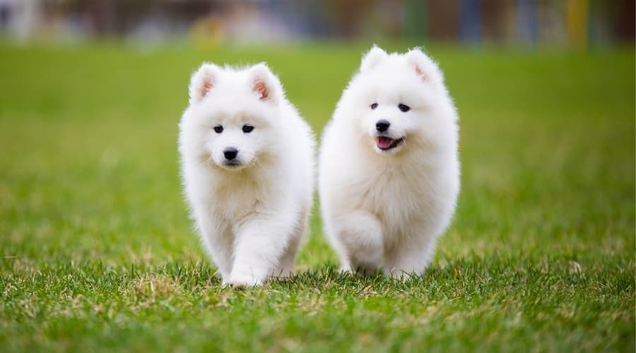 Samoyed Puppies Outdoors